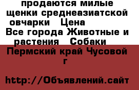 продаются милые щенки среднеазиатской овчарки › Цена ­ 30 000 - Все города Животные и растения » Собаки   . Пермский край,Чусовой г.